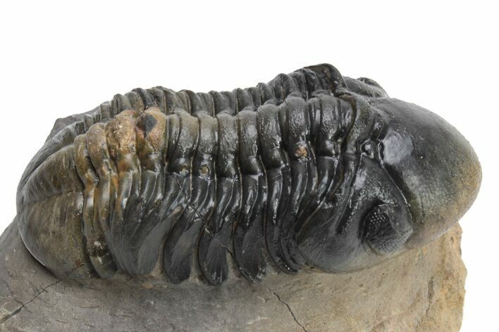 Beautiful, Multi-Toned Reedops Trilobite - Morocco #225350